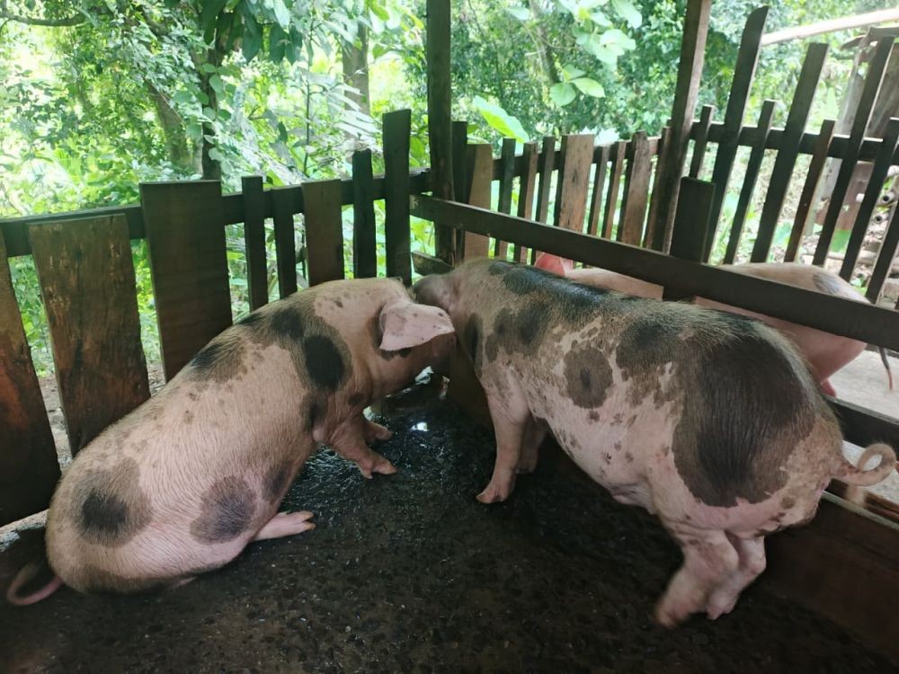 Pigs at a livestock farm in Chümoukedima. (Morung File Photo, For Representational Purpose Only)